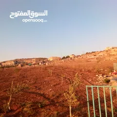 8 قطعه او مميزه مشجره زيتون