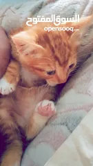  4 بسبوس صغير عمرو حوالي تلات اسابيع لعوب وكيوت و بيوكل طبيعي  اقراء الوصف.....................؟؟.؟؟؟؟