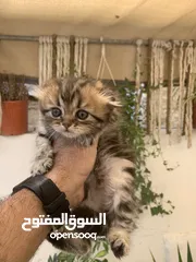  5 كتنز مكس سكوتش ستريت وبريتش فولد للبيع