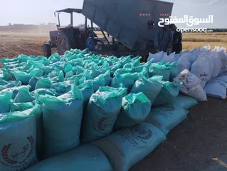  1 شعير للبيع حصيد البارح