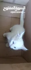  4 قطط للبيع العمر شهرين