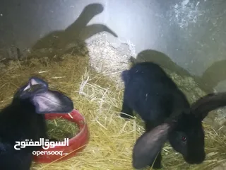  9 أرانب بابيون سلالة صافيه 100%ألوان ساده للبيع