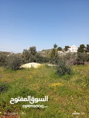  7 750م مشجرة زيتون العال والروضة حوض ابو الغزلان بسعر مغري