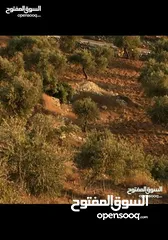  4 قطعة أرض مميزة في عجلون مطلة على جبال فلسطين مفروزة بقوشان مستقل من المالك مباشرة