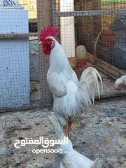  1 دجاج عرب أصليات