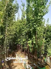  12 اشجار نباتات