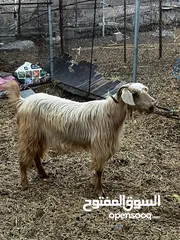  2 غنم من حلال الجواميد للبيع