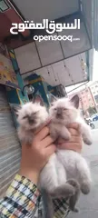  6 chaton puppies