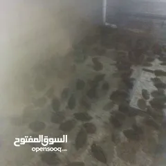  2 طيور فري لحم ذكور فقط سوبر جامبو البيع