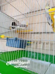  10 ببغاء كوكتيل ذكر وانثى مع قفص