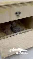  9 Cocktail parrot Couple with 4 chicks and box
