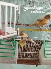  3 اقرى الوصف