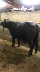  2 Buffalo for sale