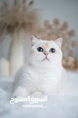  14 Scottish British shorthair longhair kittens British shorthair Scottish fold kittens Scottish