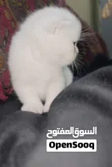  15 Pure Scottish/ بيور سكوتش