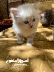  28 5 قطط مكس للبيع