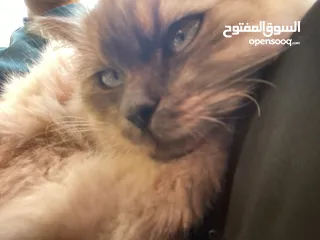  1 بسه للبيع داخل قرا نابلس