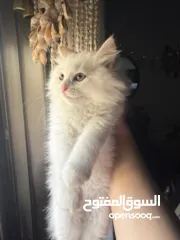  3 قطة شيرازي بيضاء ~ للبيع بسعر رمزي ^