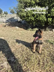  1 كلب جيرمن عمر شهرين ونص