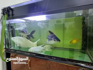  3 Complete Fish Tank Setup with Beautiful Live Fishes - Ready to Enjoy!