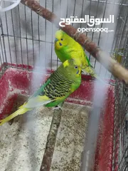  1 جوزين عصافير حب