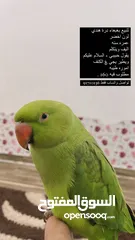  1 للبيع بغبغاء اليف