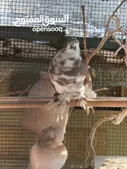  4 Healthy Pigeons