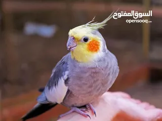  10 مطلوب طيور للتبني لغاوي  Birds wanted for adoption