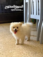  3 بوميرانيان جرو ذكر  3شهور