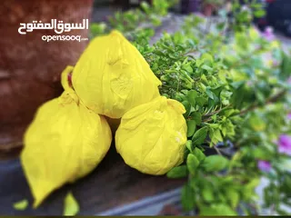  1 زبدة بقر عماني
