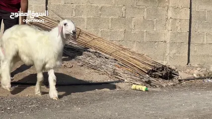  2 كبش نجدي رملي فاخر مشروع فحل ممتاز