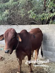  2 للبيع ثور صومالي كبير