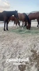  15 خيول للبيع