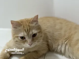  1 قطة عمرها 8شهور