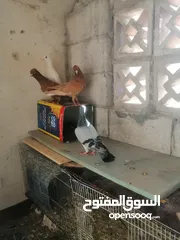  2 طيره زاجل زرقا محترمه