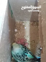  5 جوزين حب كل جوز تحتو 5 فراخ