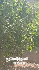  1 منزل للبيع قصر حلابات غربي قرب مصانع طيبه