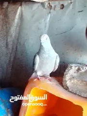  3 نوري بواز يهودي سلافر