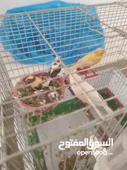  1 طيور كناري للبيع  8 حبات مع 3 فراخ  صحة ونضافة وامورهم بالتمام  جوز مع فراخو وجوز تحتو بيض