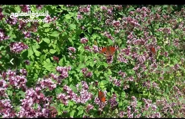  4 أوريغانو شيرازي ممتاز، طازج من حصاد هذا العام، بعطر سماوي من الدرجة الأولى
