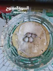  4 عصافير كنار جوز شغال