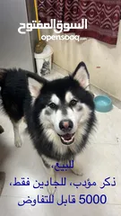  1 Husky هسكي ذكر، للبيع للجادين فقط