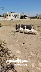  9 وز عدد 7 الكرك القصر