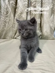  8 قطط سكوتش فولد