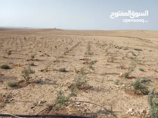  11 عشره دنمات للبيع