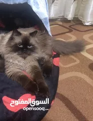  1 كبلز ذكر وانثى زوجين همالايا شوكليت بيور مع بعض