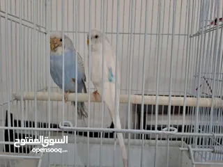  2 2 Love Birds & 1 Green Parrot for sale