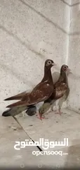  8 حمام شلبي نخب اول