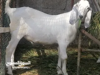  3 تيس سمين فول هجين بورقوت باكستاني