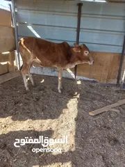  1 للبيع عجل سمين مشاء الله